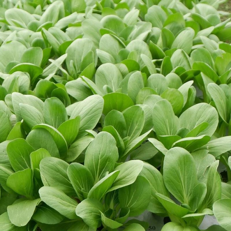 PAK CHOI LISTY 100g