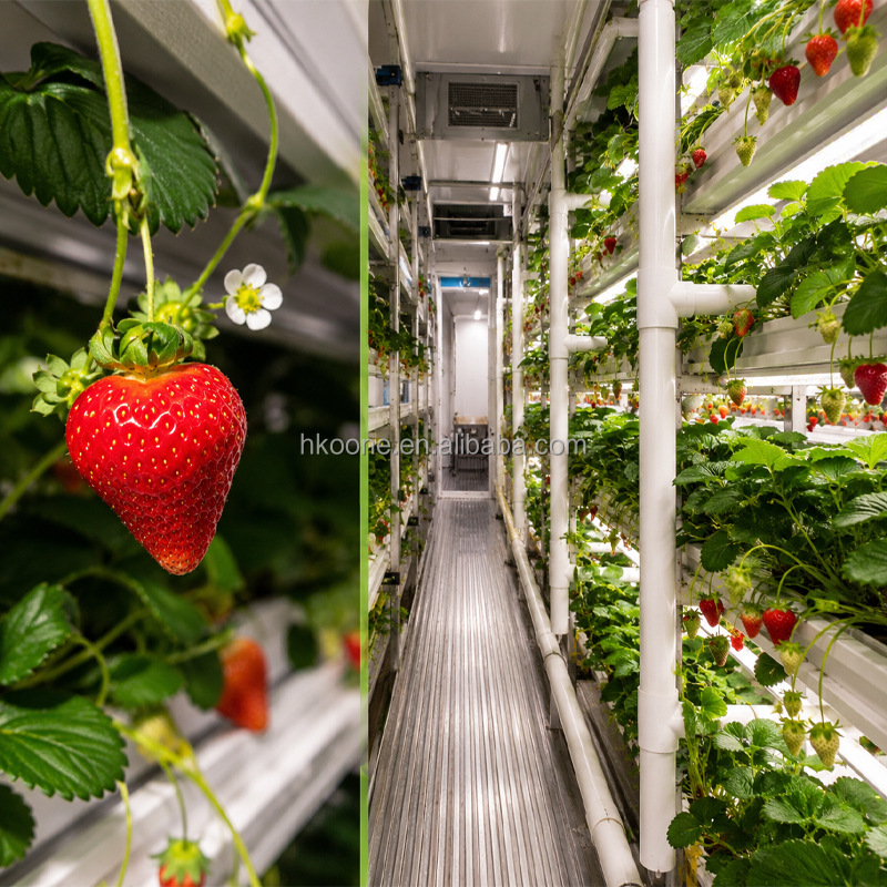 KONTAJNEROVÁ HYDROPONICKÁ FARMA NA JAHODY 5