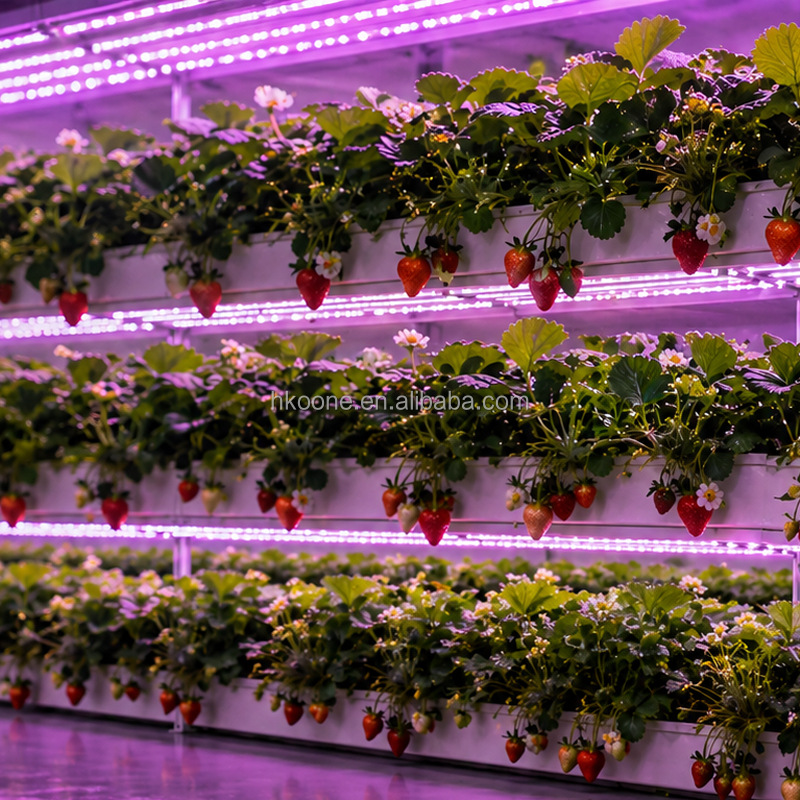 KONTAJNEROVÁ HYDROPONICKÁ FARMA NA JAHODY 3